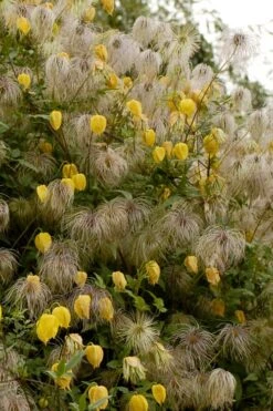 Tangutica Yellow Clematis - 1 Gallon Pot 15 Tangutica Yellow Clematis - 1 Gallon Pot -Leafy Joy Shop clematis tangutica flowers and seedheads
