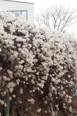 Tangutica Yellow Clematis - 1 Gallon Pot 18 Tangutica Yellow Clematis - 1 Gallon Pot -Leafy Joy Shop clematis tangutica seedheads winter