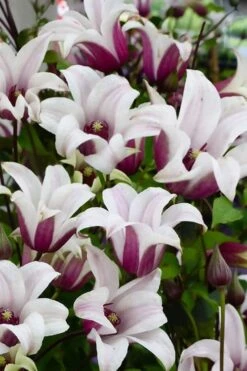 Princess Kate Clematis - 1 Gallon Pot -Leafy Joy Shop clematis texensis princess kate 14