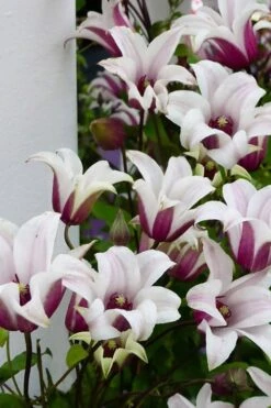 Princess Kate Clematis - 1 Gallon Pot -Leafy Joy Shop clematis texensis princess kate 15