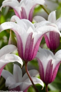 Princess Kate Clematis - 1 Gallon Pot -Leafy Joy Shop clematis texensis princess kate 23