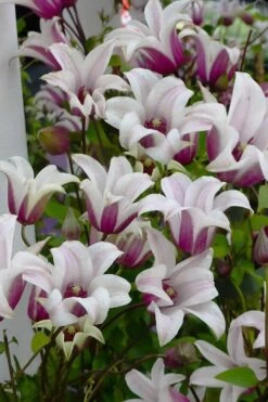 Princess Kate Clematis - 1 Gallon Pot -Leafy Joy Shop clematis texensis princess kate 4