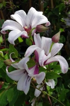 Princess Kate Clematis - 1 Gallon Pot -Leafy Joy Shop clematis texensis princess kate 5