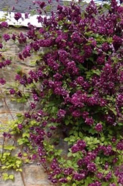 Purpurea Plena Elegans Clematis - 1 Gallon Pot -Leafy Joy Shop clematis viticella purpurea plena elegans 1