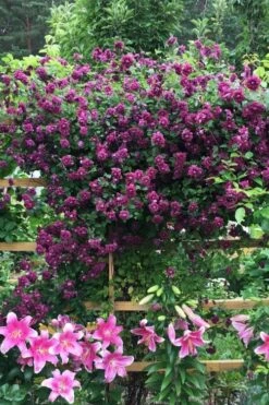 Purpurea Plena Elegans Clematis - 1 Gallon Pot -Leafy Joy Shop clematis viticella purpurea plena elegans 3