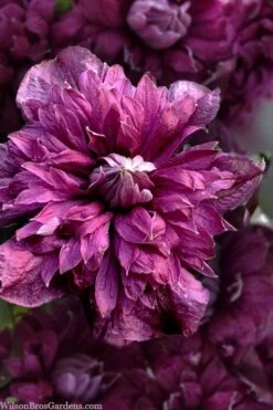 Purpurea Plena Elegans Clematis - 1 Gallon Pot -Leafy Joy Shop clematis viticella purpurea plena elegans 8