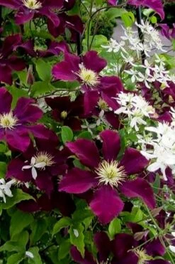 Warsaw Nike Clematis - 1 Gallon Pot 14 Warsaw Nike Clematis - 1 Gallon Pot -Leafy Joy Shop clematis warsaw nike 11