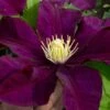 Warsaw Nike Clematis - 1 Gallon Pot -Leafy Joy Shop clematis warsaw nike 15