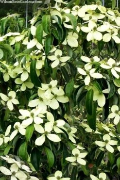 Bernice Evergreen Dogwood Tree (Cornus Angustata) - 2 Gallon Pot -Leafy Joy Shop cornus angusta bernice eveergreen dogwood tree 1