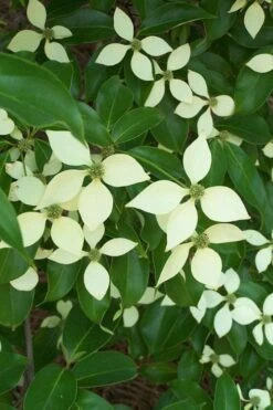 Bernice Evergreen Dogwood Tree (Cornus Angustata) - 2 Gallon Pot -Leafy Joy Shop cornus angustata bernice evergreen dogwood tree 2