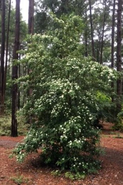 Bernice Evergreen Dogwood Tree (Cornus Angustata) - 2 Gallon Pot -Leafy Joy Shop cornus angustata bernice evergreen dogwood tree 4