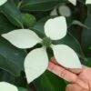 Bernice Evergreen Dogwood Tree (Cornus Angustata) - 2 Gallon Pot 1 Bernice Evergreen Dogwood Tree (Cornus Angustata) - 2 Gallon Pot -Leafy Joy Shop cornus angustata bernice evergreen dogwood tree 8