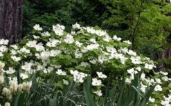Suwannee Squat Dwarf Flowering Dogwood - 3 Gallon Pot -Leafy Joy Shop cornus florida suwannee squat white dogwood 1