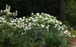 Suwannee Squat Dwarf Flowering Dogwood - 3 Gallon Pot -Leafy Joy Shop cornus florida suwannee squat white dogwood 3