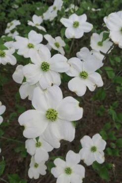 Suwannee Squat Dwarf Flowering Dogwood - 3 Gallon Pot -Leafy Joy Shop cornus florida suwannee squat white dogwood 6