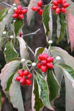 Suwannee Squat Dwarf Flowering Dogwood - 3 Gallon Pot -Leafy Joy Shop cornus florida white flowering dogwood fruit berries 9