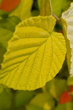 Golden Spring Winter Hazel (Corylopsis) - 1 Gallon Pot -Leafy Joy Shop corylopsis spicata golden spring winterhazel 14