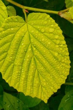 Golden Spring Winter Hazel (Corylopsis) - 1 Gallon Pot -Leafy Joy Shop corylopsis spicata golden spring winterhazel 15