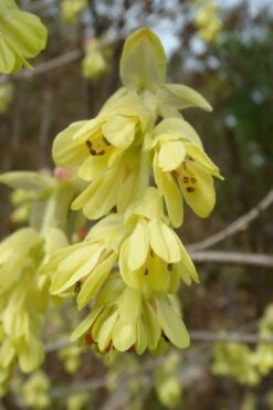 Golden Spring Winter Hazel (Corylopsis) - 1 Gallon Pot -Leafy Joy Shop corylopsis spicata golden spring winterhazel 17