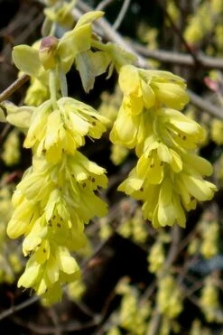 Golden Spring Winter Hazel (Corylopsis) - 1 Gallon Pot -Leafy Joy Shop corylopsis spicata golden spring winterhazel 18