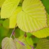 Golden Spring Winter Hazel (Corylopsis) - 1 Gallon Pot -Leafy Joy Shop corylopsis spicata golden spring winterhazel 19