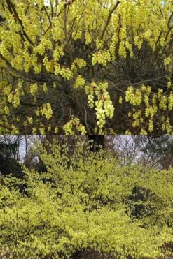 Golden Spring Winter Hazel (Corylopsis) - 1 Gallon Pot -Leafy Joy Shop corylopsis spicata golden spring winterhazel 2