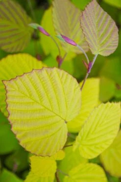Golden Spring Winter Hazel (Corylopsis) - 1 Gallon Pot -Leafy Joy Shop corylopsis spicata golden spring winterhazel 20
