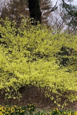 Golden Spring Winter Hazel (Corylopsis) - 1 Gallon Pot -Leafy Joy Shop corylopsis spicata golden spring winterhazel 3