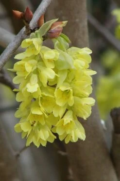Golden Spring Winter Hazel (Corylopsis) - 1 Gallon Pot -Leafy Joy Shop corylopsis spicata golden spring winterhazel 7