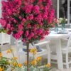 Berry Dazzle Dwarf Crape Myrtle (Single-Trunk Topiary) - 7 Gallon Pot -Leafy Joy Shop crape myrtle berry dazzle tree form topiary standard 1
