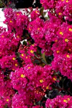 Berry Dazzle Dwarf Crape Myrtle (Single-Trunk Topiary) - 7 Gallon Pot 11 Berry Dazzle Dwarf Crape Myrtle (Single-Trunk Topiary) - 7 Gallon Pot -Leafy Joy Shop crape myrtle berry dazzle tree form topiary standard 2