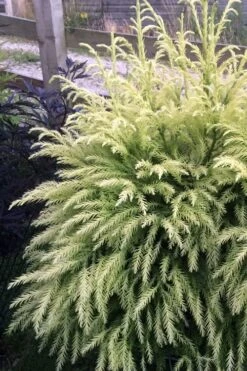 Sekken Sugi Golden Cryptomeria (Japanese Cedar) - 5 Gallon Pot 11 Sekken Sugi Golden Cryptomeria (Japanese Cedar) - 5 Gallon Pot -Leafy Joy Shop cryptomeria japonica sekkan sugi japanese cedar 2