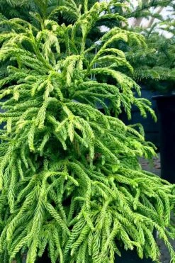Spiralis Cryptomeria (Japanese Cedar) -2 Gallon Pot 12 Spiralis Cryptomeria (Japanese Cedar) -2 Gallon Pot -Leafy Joy Shop cryptomeria japonica spiralis japanese cedar 2 1