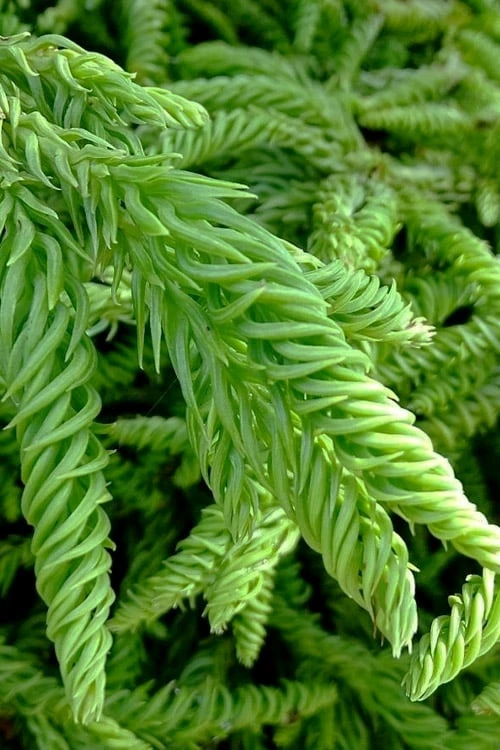 Spiralis Cryptomeria (Japanese Cedar) -2 Gallon Pot 8 Spiralis Cryptomeria (Japanese Cedar) -2 Gallon Pot - Image 6
