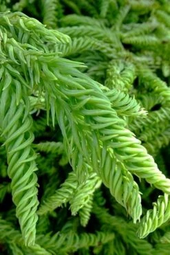Spiralis Cryptomeria (Japanese Cedar) - 1 Gallon Pot 13 Spiralis Cryptomeria (Japanese Cedar) - 1 Gallon Pot -Leafy Joy Shop cryptomeria japonica spiralis japanese cedar 3