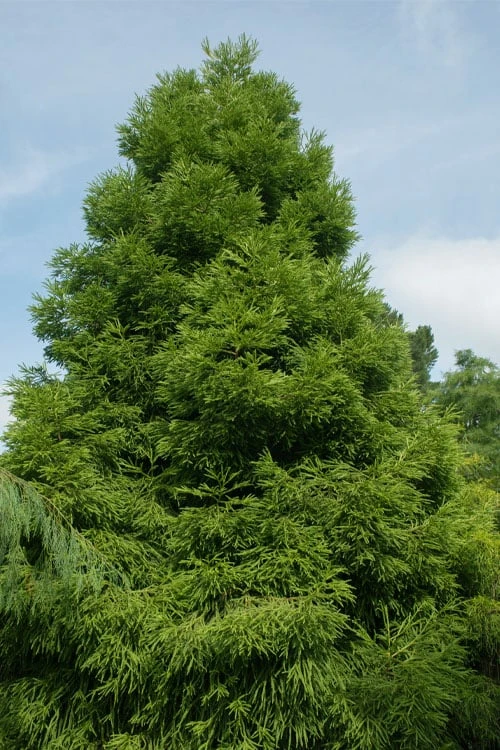 Spiralis Cryptomeria (Japanese Cedar) -2 Gallon Pot 6 Spiralis Cryptomeria (Japanese Cedar) -2 Gallon Pot - Image 4