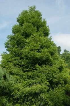 Spiralis Cryptomeria (Japanese Cedar) - 1 Gallon Pot 11 Spiralis Cryptomeria (Japanese Cedar) - 1 Gallon Pot -Leafy Joy Shop cryptomeria japonica spiralis japanese cedar 7