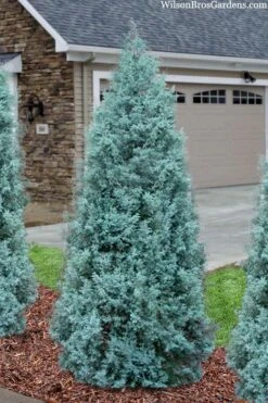 Blue Ice Arizona Cypress - 7 Gallon Pot (5-6') -Leafy Joy Shop cupressus arizonica blue ice cypress 101