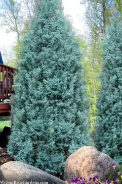 Blue Ice Arizona Cypress - 7 Gallon Pot (5-6') -Leafy Joy Shop cupressus arizonica blue ice cypress 103