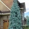 Blue Ice Arizona Cypress - 7 Gallon Pot (5-6') -Leafy Joy Shop cupressus arizonica blue ice cypress 104