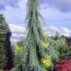 Raywood Weeping Arizona Cypress - 6 Gallon Pot 2 Raywood Weeping Arizona Cypress - 6 Gallon Pot -Leafy Joy Shop cupressus arizonica raymonds weeping arizona cypress 1