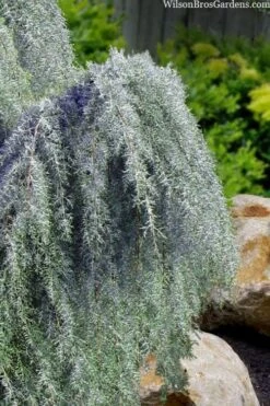 Raywood Weeping Arizona Cypress - 6 Gallon Pot 9 Raywood Weeping Arizona Cypress - 6 Gallon Pot -Leafy Joy Shop cupressus arizonica raymonds weeping arizona cypress 3