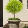 Goldcrest Monterey Lemon Cypress Single Ball Topiary - 2 Gallon Pot -Leafy Joy Shop cypress gold crest monterey single ball topiary 1