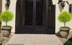 Goldcrest Monterey Lemon Cypress Single Ball Topiary - 2 Gallon Pot -Leafy Joy Shop cypress gold crest monterey single ball topiary 2