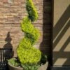 Goldcrest Monterey Lemon Cypress Spiral Topiary - 5 Gallon Pot -Leafy Joy Shop cypress goldcrest monterey spiral topiary 11