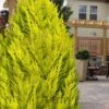Goldcrest Monterey Lemon Cypress - 3 Gallon Pot -Leafy Joy Shop cypress monterey goldcrest lemon 13