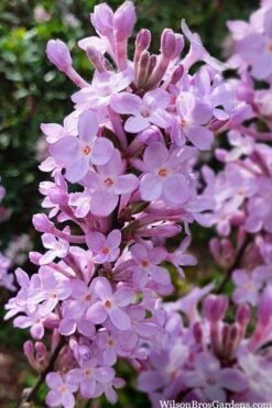 Lilac Daphne (Daphne Genkwa) - 2 Gallon Pot -Leafy Joy Shop daphne genkwa lilac daphne 10
