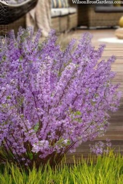 Lilac Daphne (Daphne Genkwa) - 2 Gallon Pot