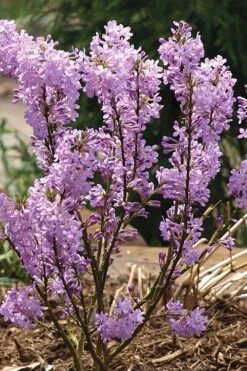 Lilac Daphne (Daphne Genkwa) - 2 Gallon Pot -Leafy Joy Shop daphne genkwa lilac daphne 5