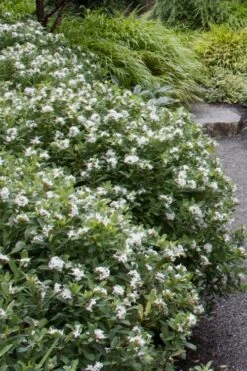 Jim's Pride White Summer Daphne - Daphne X Transatlantica - 2 Gallon Pot -Leafy Joy Shop daphne jims pride 1